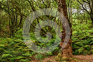 An old tree in Laurisilva Ã¢â¬â the laurel forest of Madeira photo